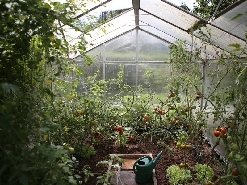 plantas